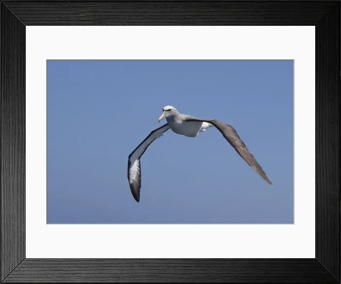 Framed Print : Salvin's Albatross - in flight - offshore from Kaikoura, South Island, New Zealand Framed Print : Salvin's Albatross - in flight - offshore from Kaikoura, South Island, New Zealand