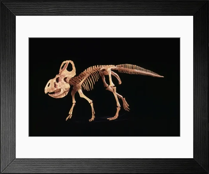 Framed Print : Protoceratops Dinosaur - Cretaceous, Mongolia. Specimen courtesy of Gaston Design, Frutia, Colorado, USA Framed Print : Protoceratops Dinosaur - Cretaceous, Mongolia. Specimen courtesy of Gaston Design, Frutia, Colorado, USA