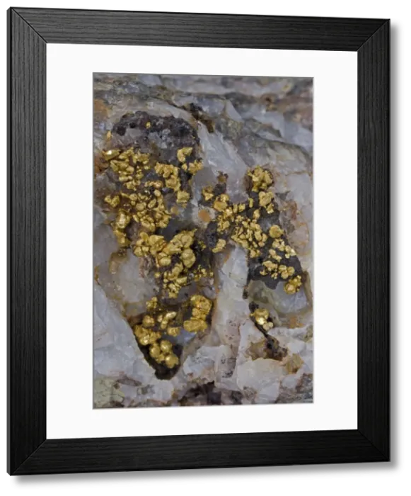 Framed Print : Gold Specimen - Bendigo - Victoria - Australia - Specimen found in the 1800's Framed Print : Gold Specimen - Bendigo - Victoria - Australia - Specimen found in the 1800's