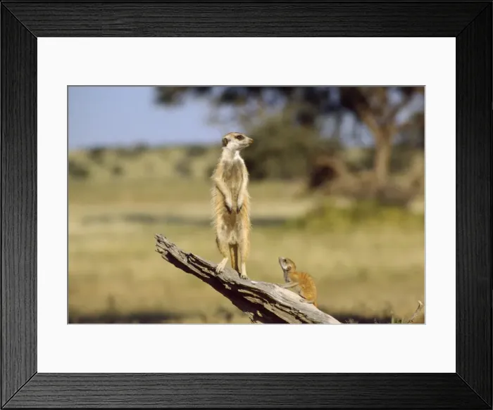 Framed Print : Suricate / Meerkat - guard on look-out - Kalahari - Southern Africa Framed Print : Suricate / Meerkat - guard on look-out - Kalahari - Southern Africa