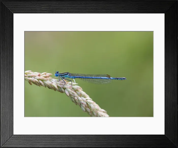 Framed Print : White Legged Damselfly - Cornwall - UK Framed Print : White Legged Damselfly - Cornwall - UK