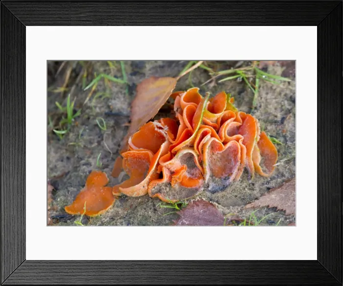 Framed Print : Orange Peel Fungus - Cornwall - UK Framed Print : Orange Peel Fungus - Cornwall - UK