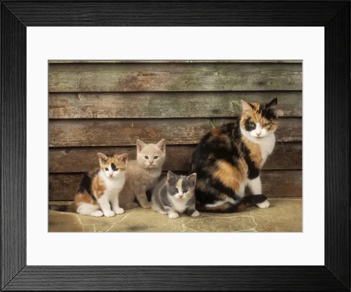 Framed Print : Cat JD 16499 Mother Cat with Kittens © John Daniels / ardea. com Framed Print : Cat JD 16499 Mother Cat with Kittens © John Daniels / ardea. com