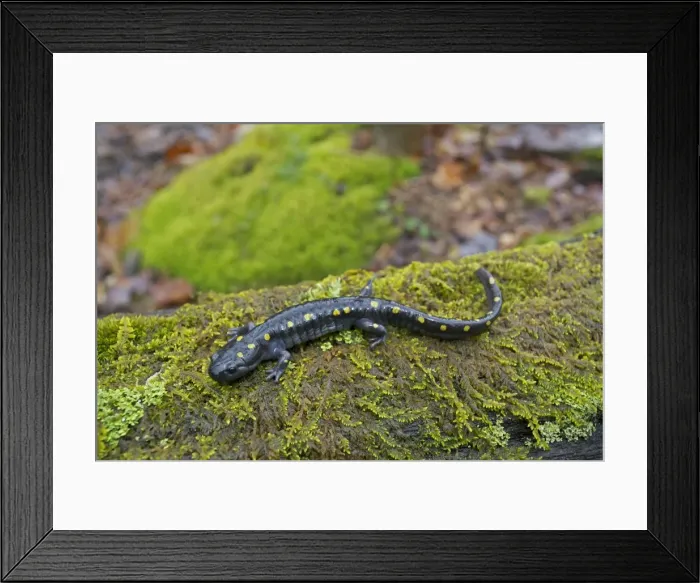 Framed Print : Spotted Salamander - at breeding pond in spring - Common in the eastern United States and Canada - New York - USA Framed Print : Spotted Salamander - at breeding pond in spring - Common in the eastern United States and Canada - New York - USA