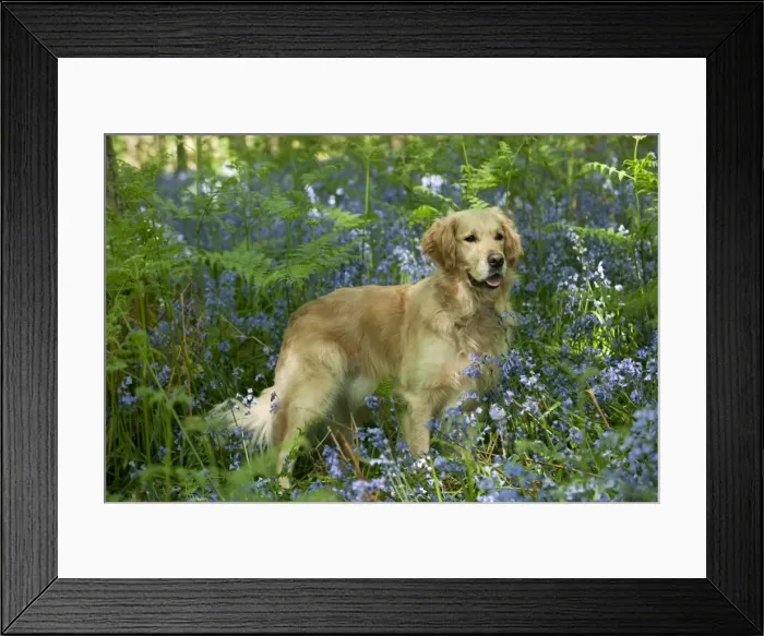 Framed Print : DOG - Golden retriever standing in bluebells Framed Print : DOG - Golden retriever standing in bluebells