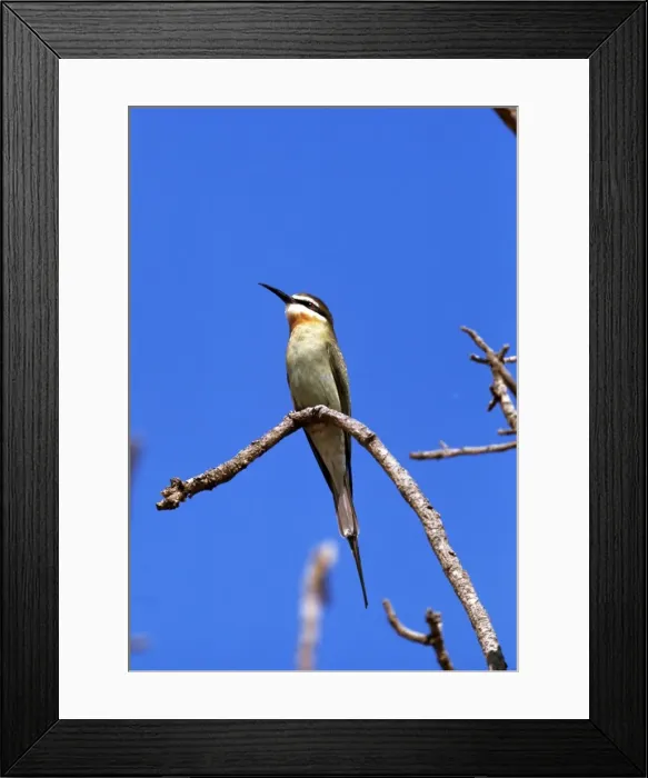 Framed Print : Madagascan Bee-eater Framed Print : Madagascan Bee-eater