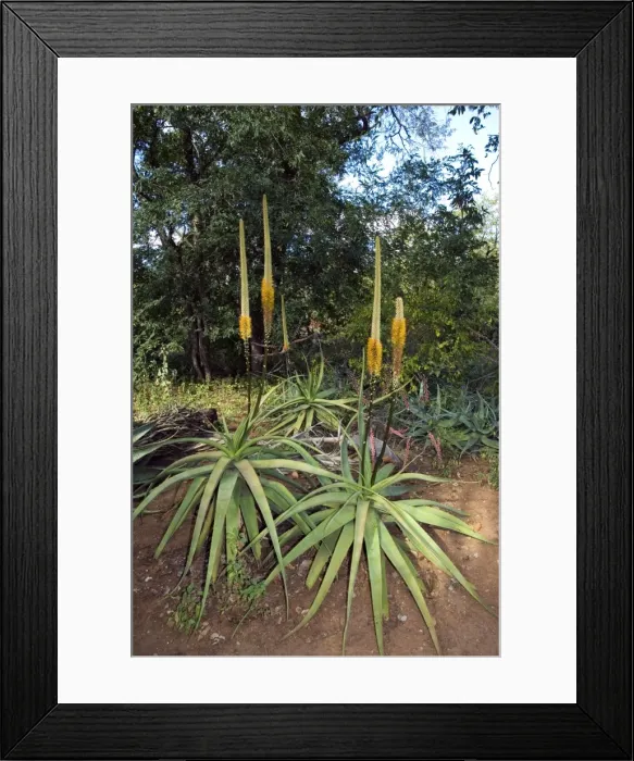 Framed Print : Lebombo Aloe. North-eastern South Africa and sothern Mozambique. Shingwedzi, Kruger National Park, South Africa Framed Print : Lebombo Aloe. North-eastern South Africa and sothern Mozambique. Shingwedzi, Kruger National Park, South Africa