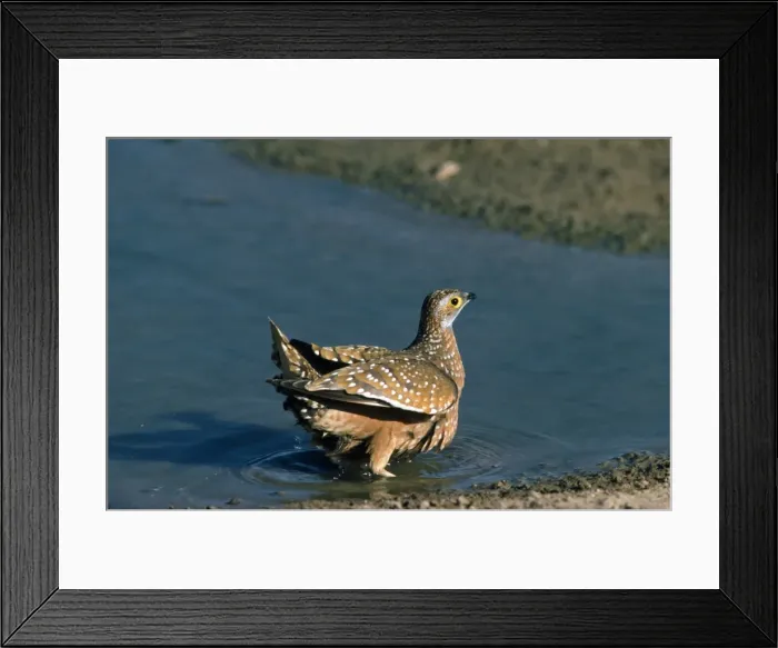 Framed Print : Spotted / Burchell's Sandgrouse - soaks up water for chicks - Kalahari - Africa Framed Print : Spotted / Burchell's Sandgrouse - soaks up water for chicks - Kalahari - Africa