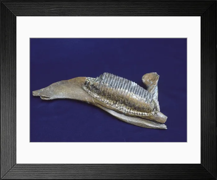 Framed Print : Dinosaurs - Hadrosaurs jaw Species: Edmontosaurus annectens Cretaceous, Montana, USA, and Alberta, Canada The photograph shows the tooth battery of a Hadrosaur (plant eating dinosaurs) Framed Print : Dinosaurs - Hadrosaurs jaw Species: Edmontosaurus annectens Cretaceous, Montana, USA, and Alberta, Canada The photograph shows the tooth battery of a Hadrosaur (plant eating dinosaurs)