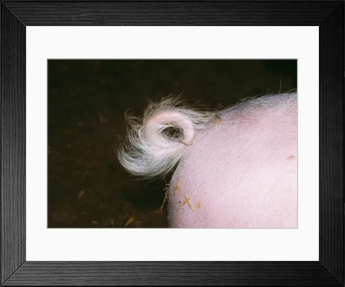 Framed Print : Pig's Tail JD 16571 © John Daniels / ardea. com Framed Print : Pig's Tail JD 16571 © John Daniels / ardea. com