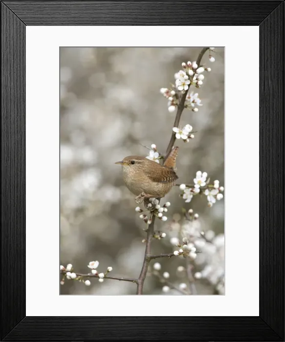 Framed Print : Wren - Perching in Blackthorn blossom, Spring Norfolk UK