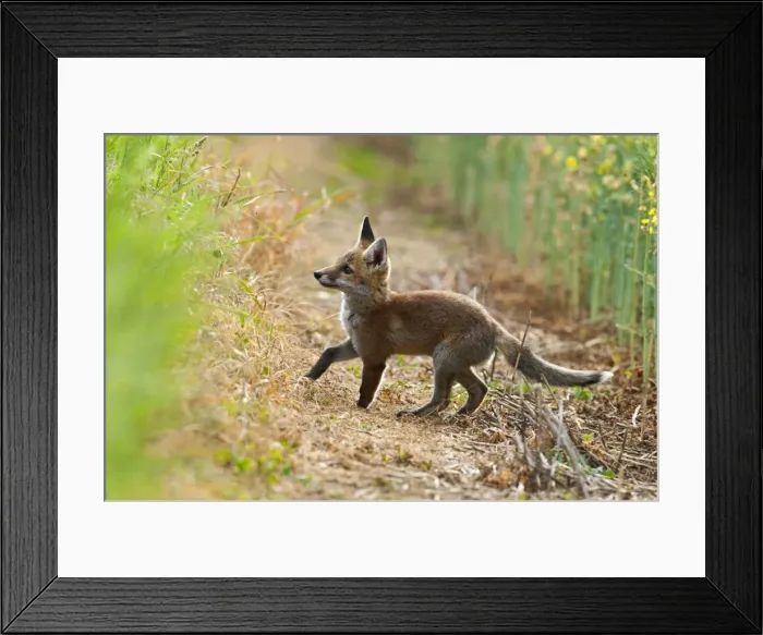 Framed Print : Red Fox - cub at edge of field - controlled conditions 13265 Framed Print : Red Fox - cub at edge of field - controlled conditions 13265