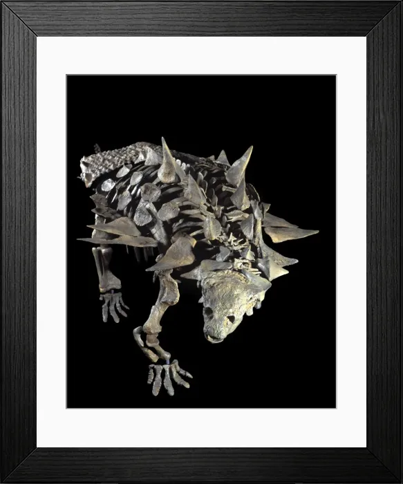 Framed Print : Dinosaurs: Ankylosaurs (armored dinosaurs) Juvenile Ankylosaur (armored dinosaur) of the Lower Cretaceous, Utah, USA Size skeleton: length: 11. 5 ft; H: 41 inches Reconstruction: Robert Gaston, Gaston Design Framed Print : Dinosaurs: Ankylosaurs (armored dinosaurs) Juvenile Ankylosaur (armored dinosaur) of the Lower Cretaceous, Utah, USA Size skeleton: length: 11. 5 ft; H: 41 inches Reconstruction: Robert Gaston, Gaston Design