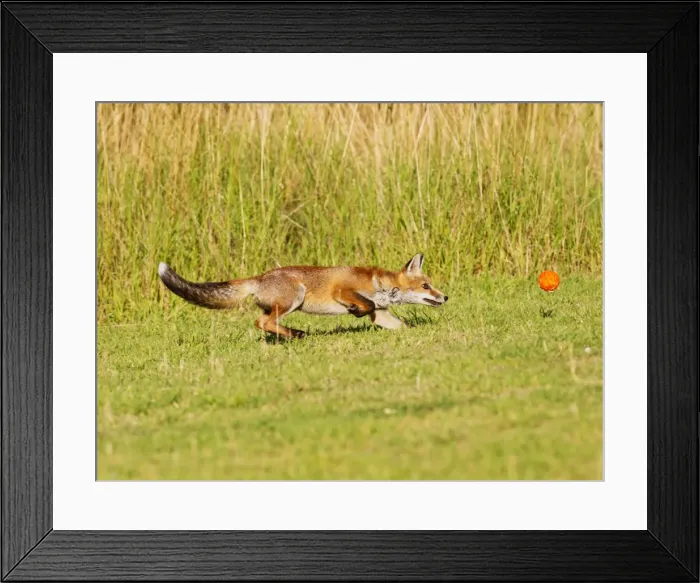 Framed Print : Red Fox - cub running after ball - controlled conditions 14312 Framed Print : Red Fox - cub running after ball - controlled conditions 14312