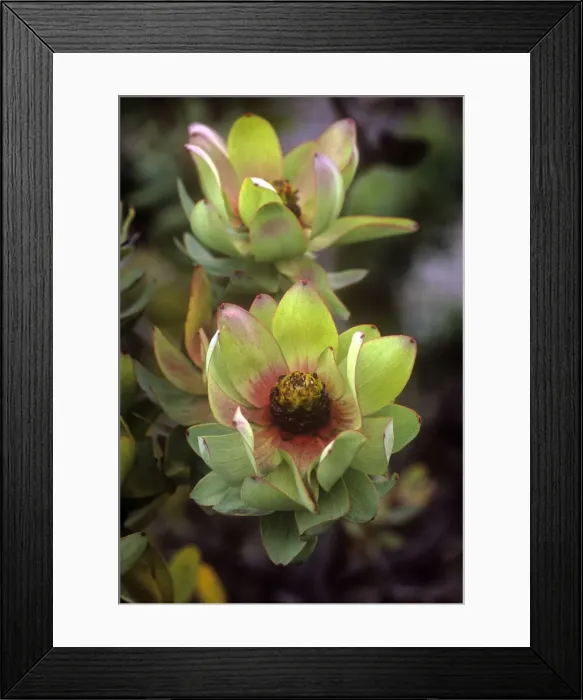 Framed Print : Spicy Conebush / Mountain Rose - family: Proteaceae Framed Print : Spicy Conebush / Mountain Rose - family: Proteaceae