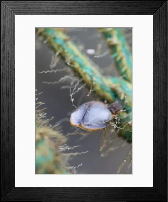 Framed Print : Goose Barnacle - attached to rope - Cornwall - UK Framed Print : Goose Barnacle - attached to rope - Cornwall - UK