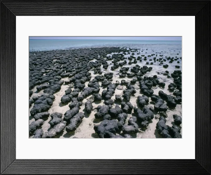 Framed Print : Australia - Stromatolites, Hamelin pool, Shark bay, Western Australia Framed Print : Australia - Stromatolites, Hamelin pool, Shark bay, Western Australia