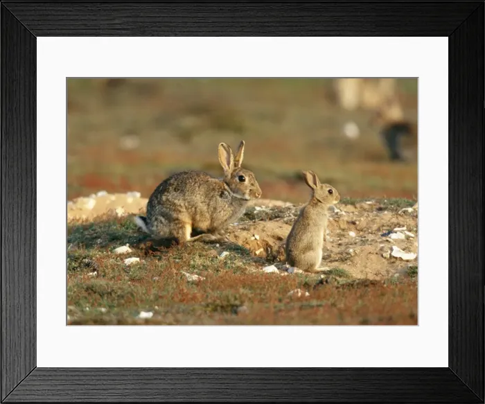 Framed Print : Rabbit CK 1805 Oryctolagus cunicculus © Chris Knights / ardea. com Framed Print : Rabbit CK 1805 Oryctolagus cunicculus © Chris Knights / ardea. com