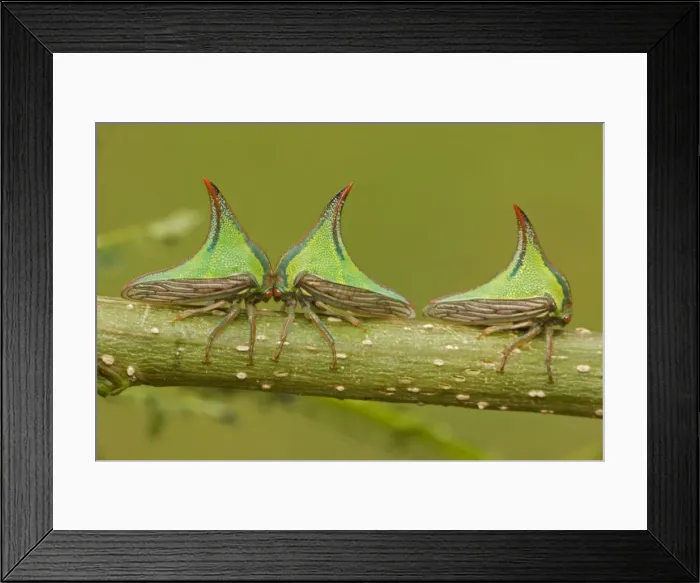 Framed Print : Thornbugs - Costa Rica - family membracidae Framed Print : Thornbugs - Costa Rica - family membracidae