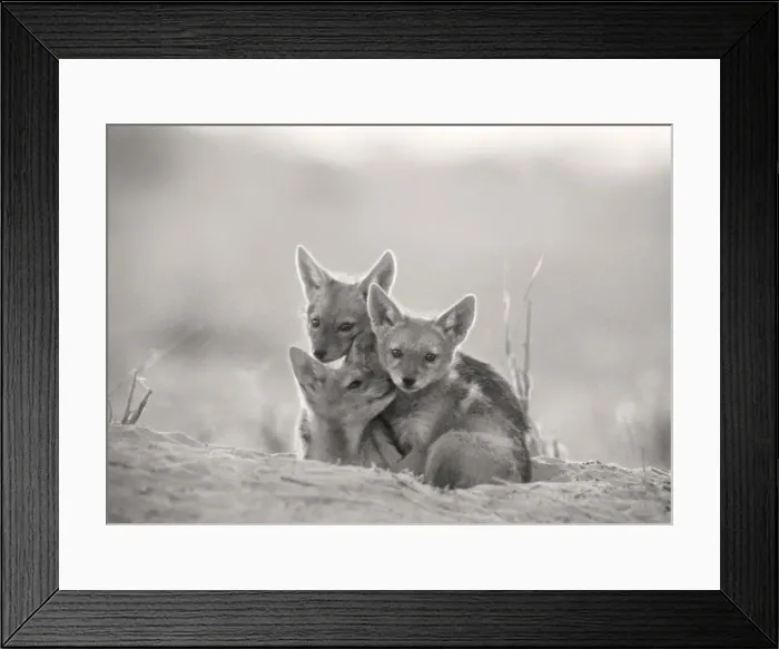 Framed Print : Black-backed Jackal - pups waiting at den. Moremi, Botswana Framed Print : Black-backed Jackal - pups waiting at den. Moremi, Botswana