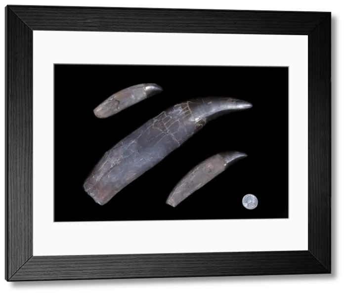 Framed Print : Dinosaurs - Theropods - Tyrannosaurus rex teeth Teeth of the T rex named STAN'; middle tooth is 29 cm long (11 1 / 2 in. ) From the Collections of the Black Hills Institute of Geological Research, Hill City, South Dakota Framed Print : Dinosaurs - Theropods - Tyrannosaurus rex teeth Teeth of the T rex named STAN'; middle tooth is 29 cm long (11 1 / 2 in. ) From the Collections of the Black Hills Institute of Geological Research, Hill City, South Dakota
