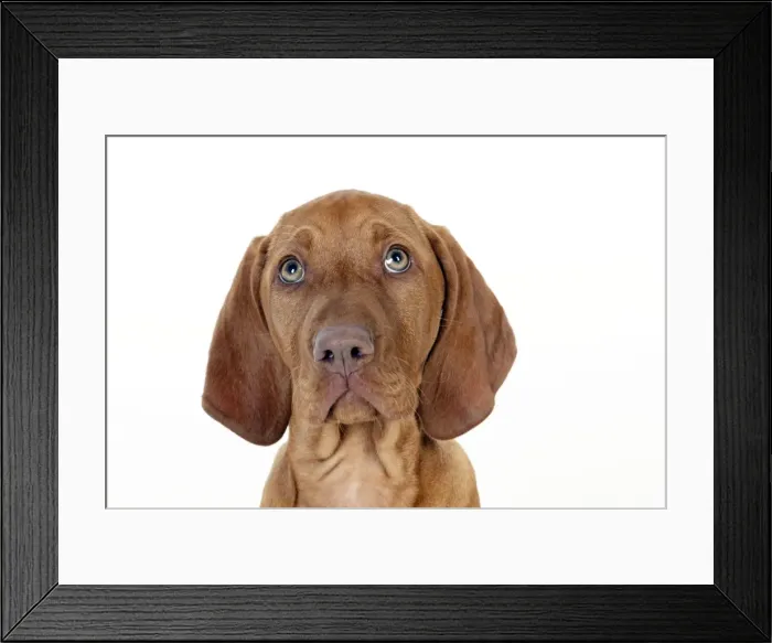 Framed Print : DOG - Hungarian vizsla puppy (head shot) Framed Print : DOG - Hungarian vizsla puppy (head shot)