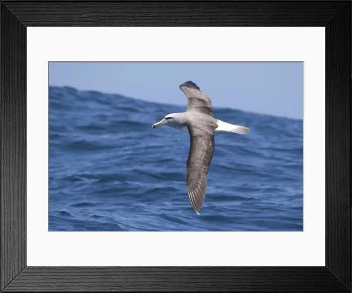 Framed Print : Salvin's Albatross - in flight over sea - offshore from Kaikoura - South Island - New Zealand Framed Print : Salvin's Albatross - in flight over sea - offshore from Kaikoura - South Island - New Zealand