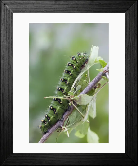 Framed Print : Emperor Moth - larva on hawthorn - UK Framed Print : Emperor Moth - larva on hawthorn - UK