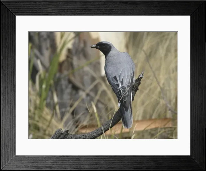 Framed Print : Black-faced Cuckoo-shrike - Endemic Tasmanian subspecies - Near Swansea, eastern Tasmania, Australia Framed Print : Black-faced Cuckoo-shrike - Endemic Tasmanian subspecies - Near Swansea, eastern Tasmania, Australia