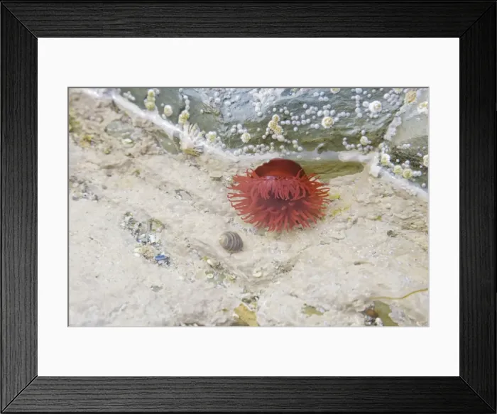 Framed Print : Beadlet Anenome in rock pool at low tide - Brough Head - Orkney Mainland IN000905 Framed Print : Beadlet Anenome in rock pool at low tide - Brough Head - Orkney Mainland IN000905