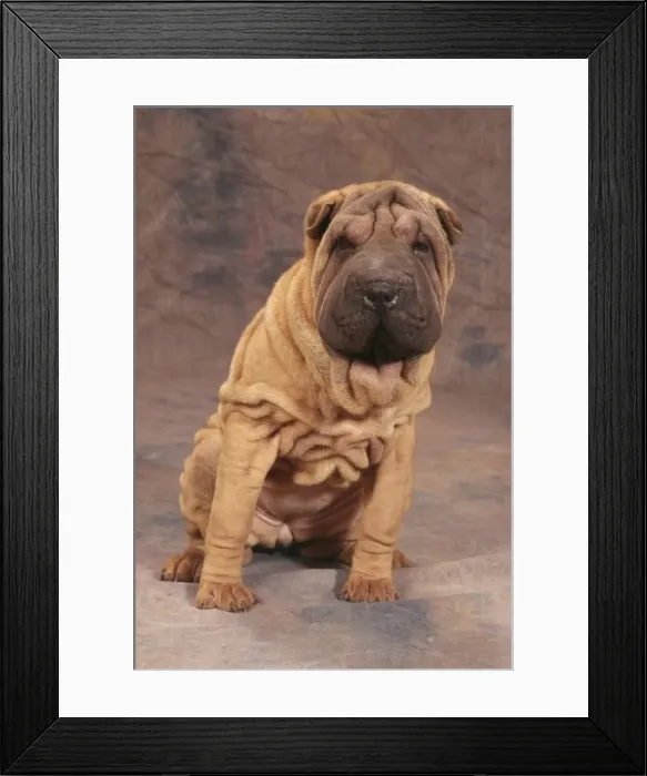 Framed Print : Shar Pei Dog JD 16594 © John Daniels / ardea. com Framed Print : Shar Pei Dog JD 16594 © John Daniels / ardea. com