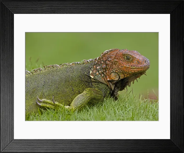 Framed Print : Green Iguana - Tropical rainforest - Costa Rica Framed Print : Green Iguana - Tropical rainforest - Costa Rica