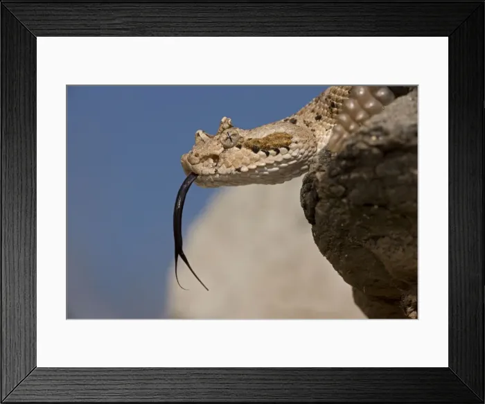 Framed Print : Sonoran Desert Sidewinder / Horned Rattlesnake - with tongue out - Arizona - USA - Distribution: southwestern United States and northwestern Mexico Framed Print : Sonoran Desert Sidewinder / Horned Rattlesnake - with tongue out - Arizona - USA - Distribution: southwestern United States and northwestern Mexico
