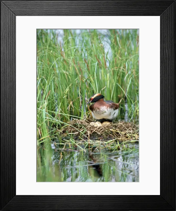Framed Print : Slavonian / Horned Grebe - on nest with eggs Framed Print : Slavonian / Horned Grebe - on nest with eggs