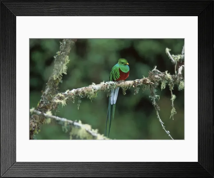 Framed Print : Resplendent Quetzal HDD 781 Perched on branch Costa Rica Pharomachrus mocinno costaricensis © Hans D. Dossenbach / ardea. com Framed Print : Resplendent Quetzal HDD 781 Perched on branch Costa Rica Pharomachrus mocinno costaricensis © Hans D. Dossenbach / ardea. com