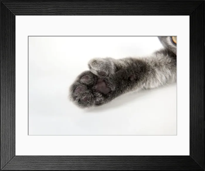 Framed Print : CAT - Cats foot with extra toe (six) Framed Print : CAT - Cats foot with extra toe (six)