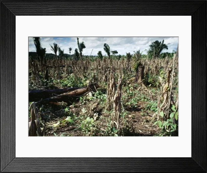 Framed Print : Deforestation - slash & burn with secondary growth to be reburned before planting, Central America Framed Print : Deforestation - slash & burn with secondary growth to be reburned before planting, Central America