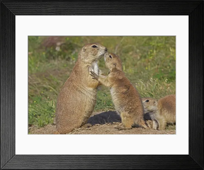 Framed Print : Blacktail Prairie Dog - pair embracing - Wyoming - USA Framed Print : Blacktail Prairie Dog - pair embracing - Wyoming - USA
