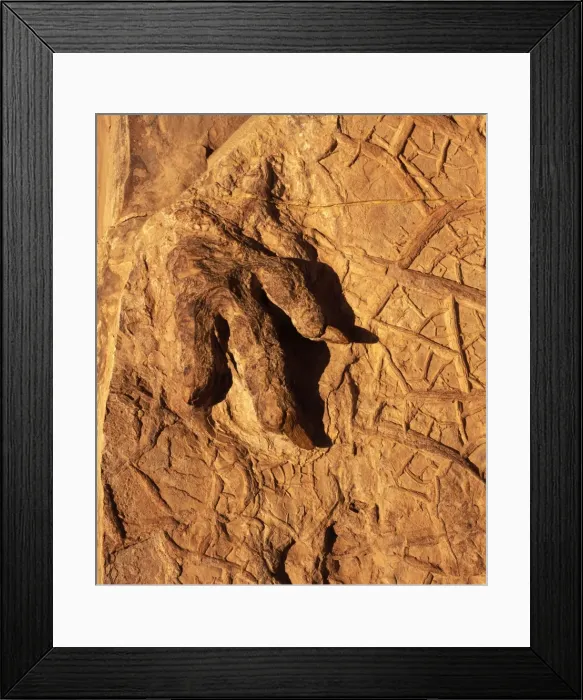 Framed Print : Dinosaur track (Dinosaur footprint) Dinosaur Discovery Center, Johnson Farm Tracksite, Saint George, Utah, USA. Footprint of a Theropod dinosaur (carnivorous dinosaur), and fossil mud cracks Framed Print : Dinosaur track (Dinosaur footprint) Dinosaur Discovery Center, Johnson Farm Tracksite, Saint George, Utah, USA. Footprint of a Theropod dinosaur (carnivorous dinosaur), and fossil mud cracks