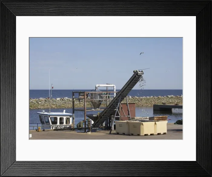 Framed Print : Fish Industry - conveyor belt bringing the fish catch ashore - Hailuoto Island - Finland FI000021 Framed Print : Fish Industry - conveyor belt bringing the fish catch ashore - Hailuoto Island - Finland FI000021