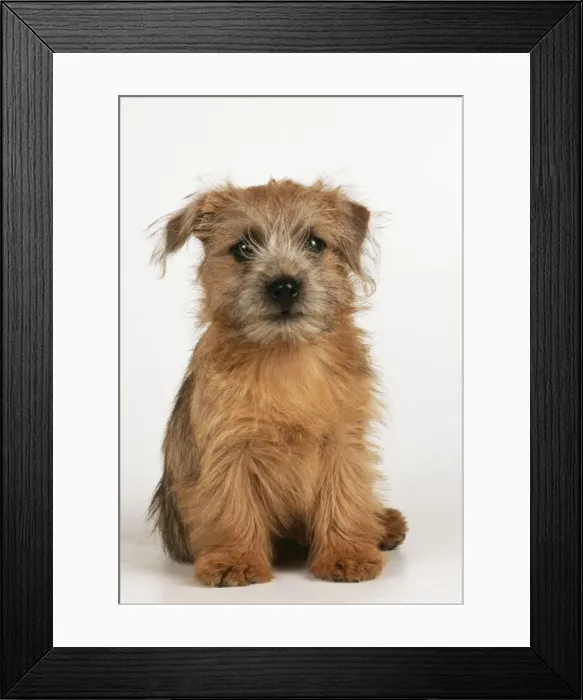 Framed Print : Norfolk Terrier Dog JD 16470 Puppy © John Daniels / ardea. com Framed Print : Norfolk Terrier Dog JD 16470 Puppy © John Daniels / ardea. com