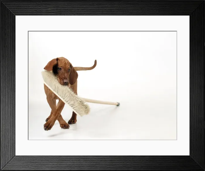 Framed Print : DOG - Hungarian vizsla puppy playing with broom Framed Print : DOG - Hungarian vizsla puppy playing with broom
