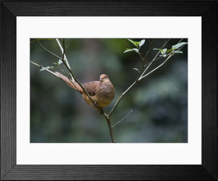 Framed Print : Brown Cuckoo-Dove / Brown Pigeon / Pheasant Pigeon - in a clearing in rainforest - Malanda - north Queensland - Australia. Distribution: eastern Australia and from Indonesia to the Philippines Framed Print : Brown Cuckoo-Dove / Brown Pigeon / Pheasant Pigeon - in a clearing in rainforest - Malanda - north Queensland - Australia. Distribution: eastern Australia and from Indonesia to the Philippines