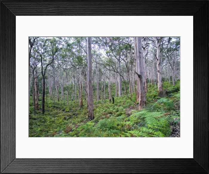 Framed Print : Forest of karri trees, the third tallest tree species in the world. Boranup Forest, Margaret River, Western Australia Framed Print : Forest of karri trees, the third tallest tree species in the world. Boranup Forest, Margaret River, Western Australia