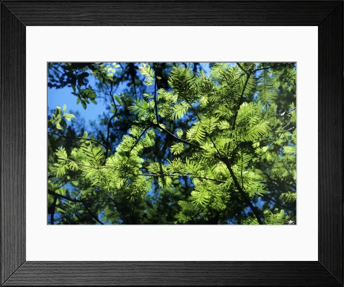 Framed Print : Swamp Cypress - leaves Framed Print : Swamp Cypress - leaves
