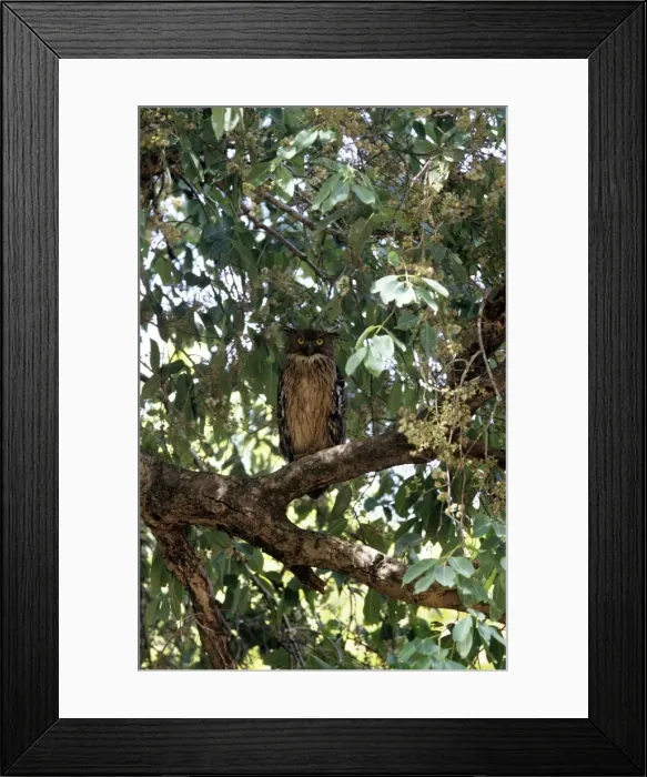 Framed Print : Brown Fish Owl - India Framed Print : Brown Fish Owl - India