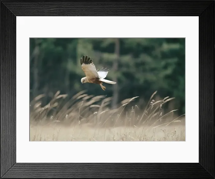 Framed Print : Marsh Harrier - in flight Framed Print : Marsh Harrier - in flight