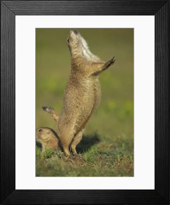 Framed Print : Blacktail Prairie Dog - engaged in Jump-yip behavior - A strong arch of the back or jump followed by a shrill yip - thought to occur when a predator has left the area and in territorial displays - Wyoming - USA Framed Print : Blacktail Prairie Dog - engaged in Jump-yip behavior - A strong arch of the back or jump followed by a shrill yip - thought to occur when a predator has left the area and in territorial displays - Wyoming - USA