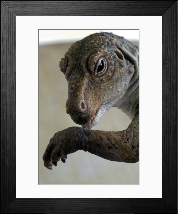 Framed Print : Prehistoric Reconstruction: Hetrodontosaurus cleaning front limb Framed Print : Prehistoric Reconstruction: Hetrodontosaurus cleaning front limb