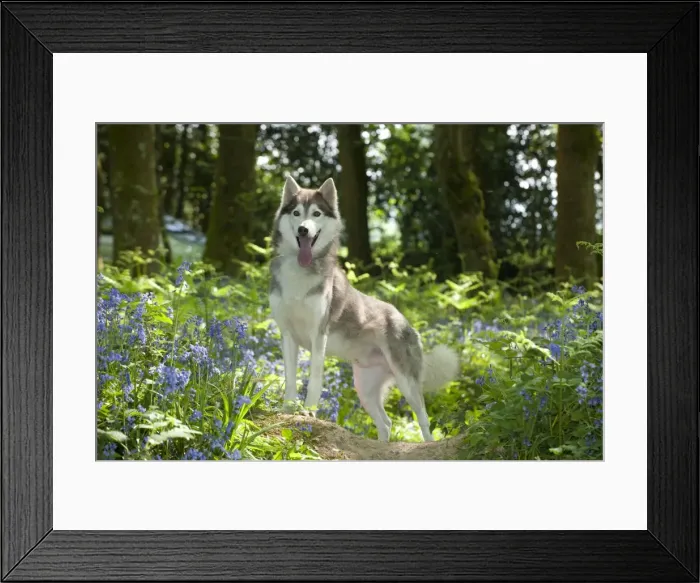 Framed Print : DOG - Siberian husky standing in bluebells Framed Print : DOG - Siberian husky standing in bluebells